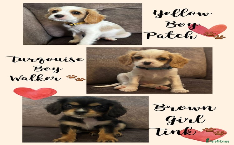 Cavachon dogs - Advert 1