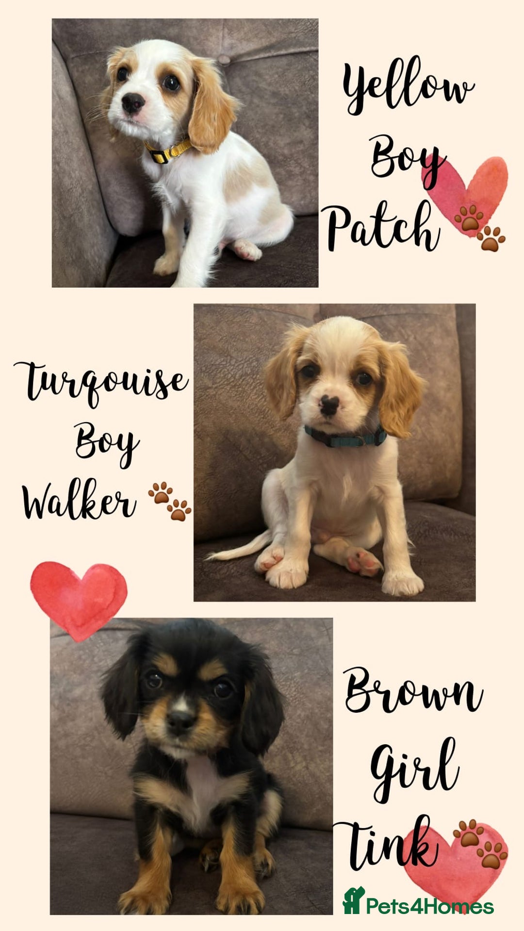 Cavachon dogs for sale: Cavalier King Charles X Cavachon - Image 1
