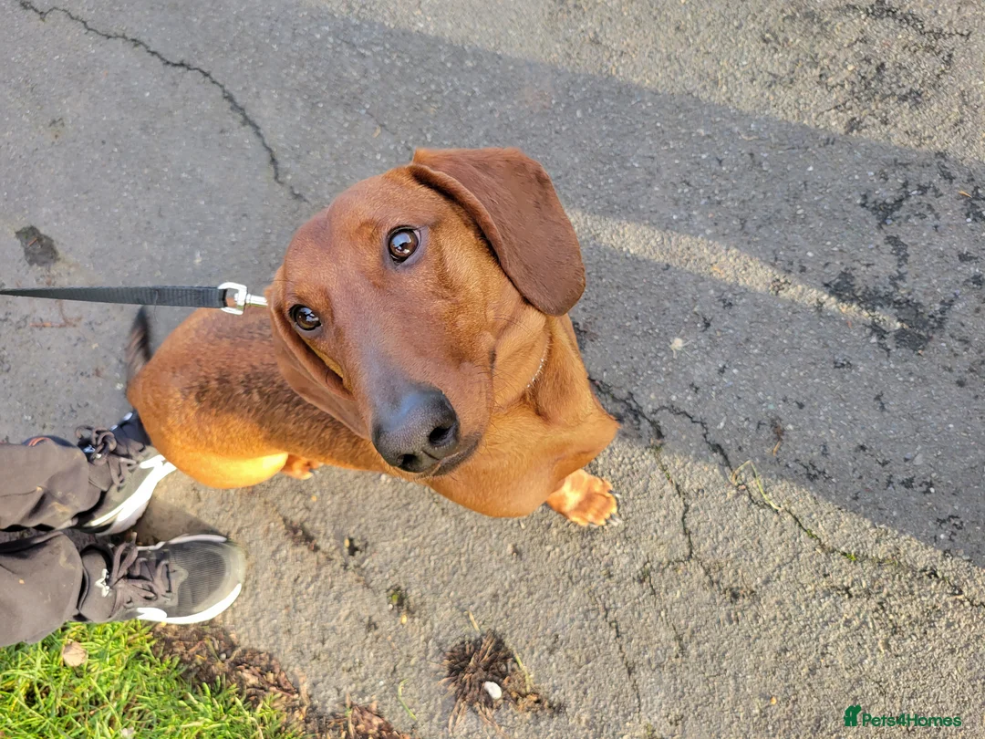Dachshund dogs for sale: STANDARD DACHSHUND BOY kc registered  - Advert 9