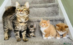 Mixed Breed cats for sale: Stunning Turkish angora x Maine coon - Image 6