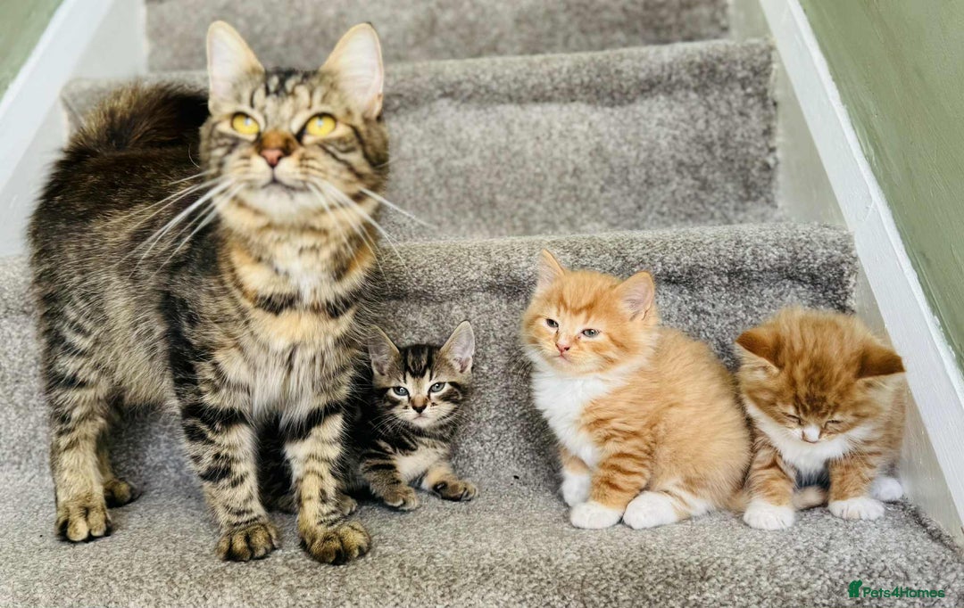 Mixed Breed cats for sale: Stunning Turkish angora x Maine coon - Image 6