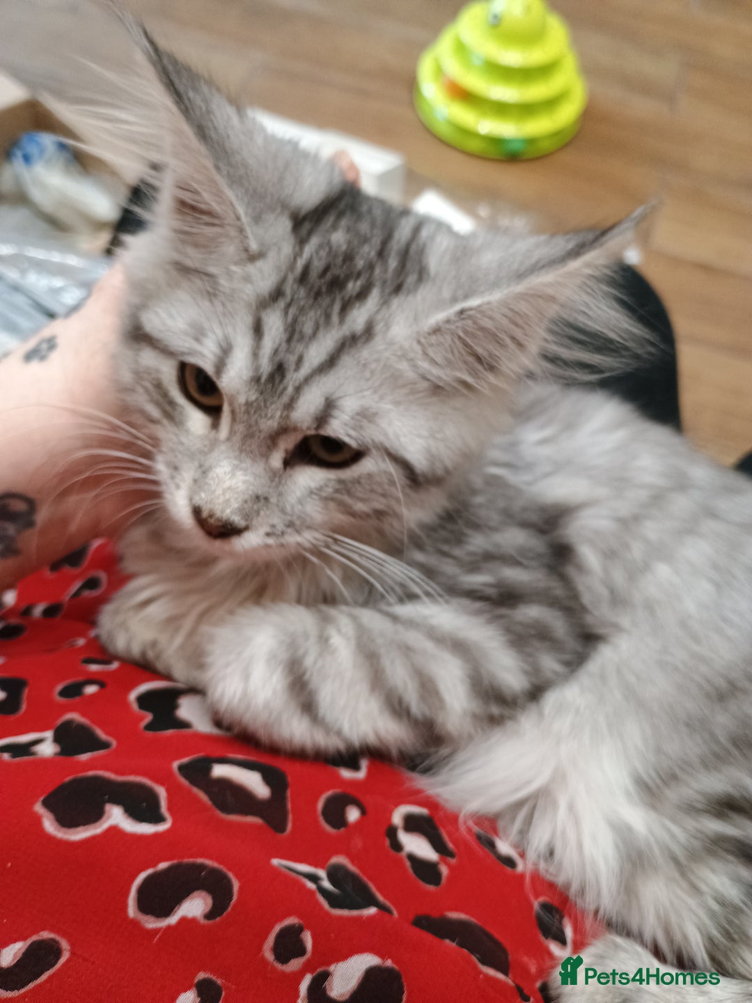 Maine Coon cats for sale: Stunning Maine coone female  - Advert 3