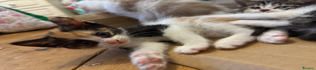 Mixed Breed Kitten 3