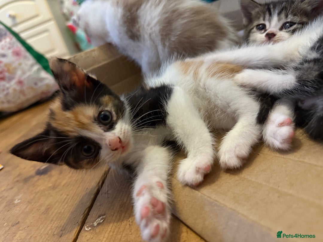 Mixed Breed cats for sale: Mixed breed kittens  - Image 3