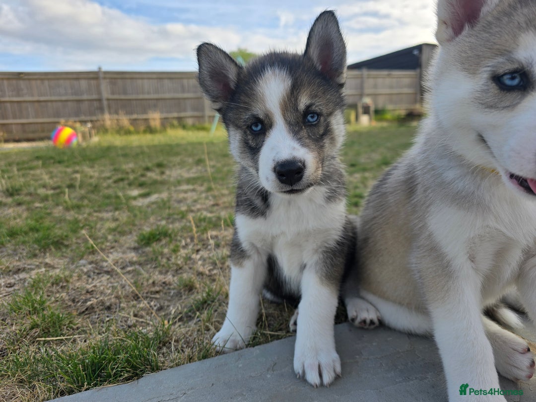 Siberian Husky dogs for sale: Stunning Pure siberian husky pups - Image 7