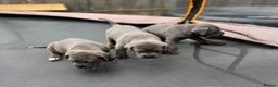 Cane Corso dogs for sale: CANE CORSO PUPPIES CHAMPION BLOODLINE PEDIGREE  - Advert 12
