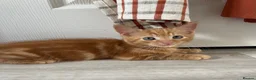 Mixed Breed cats for sale: Very sweet kittens - Advert 9