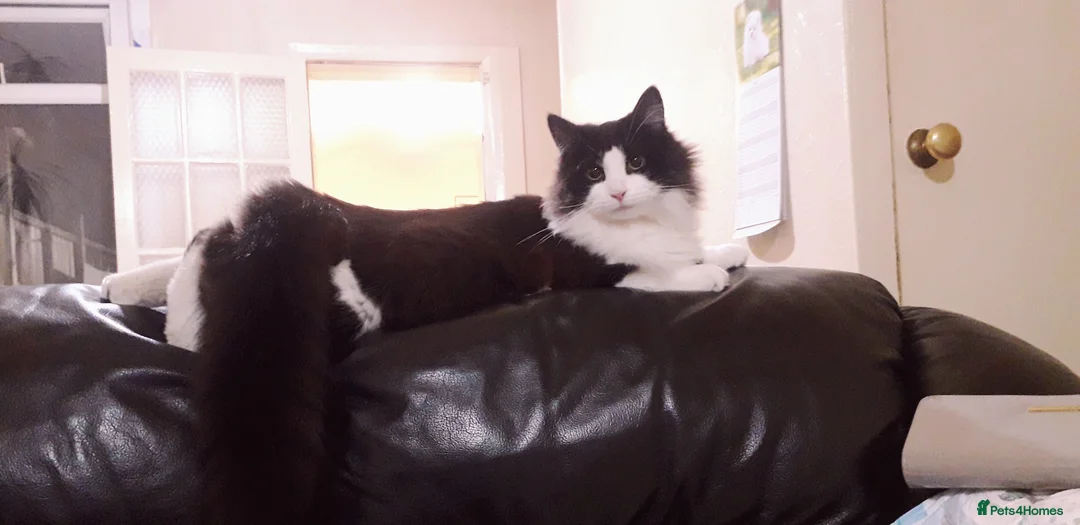 Mixed Breed cats for sale: Little Princess is looking for new home - Advert 2