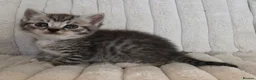 British Shorthair cats for sale: Beautiful British Shorthair Cross kittens  - Advert 5