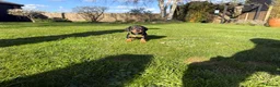Miniature Dachshund dogs for sale: 🐾KC Reg Mini Dachshund Puppies 2 Girls 1 Boy   - Advert 4