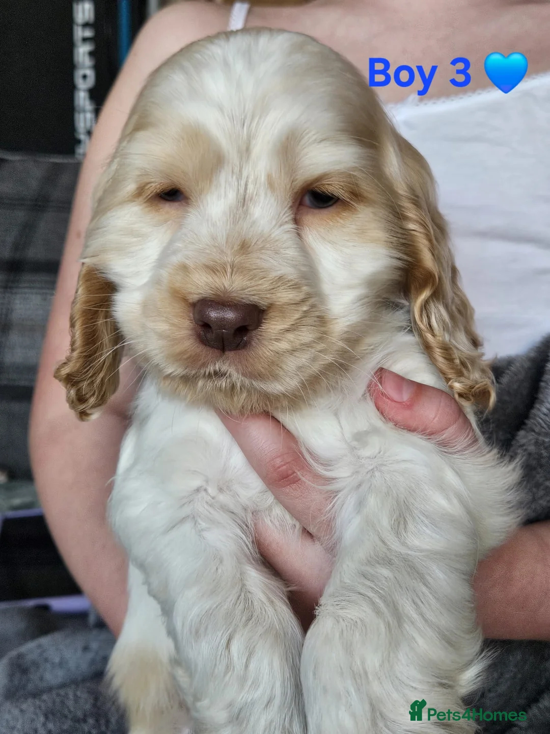 Cocker Spaniel dogs for sale: Gorgeous Show Cocker Spaniels  - Advert 16