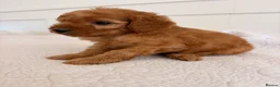 Cockapoo dogs for sale: LICENSED BREEDER HEALTH TESTED COCKAPOOS  - Advert 5