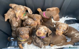 Miniature Dachshund dogs for sale: READY NOW PRA CLEAR DACHSHUND PUPPIES - Image 21