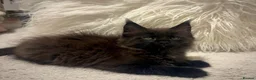 Maine Coon cats for sale: Maine coon - Advert 13