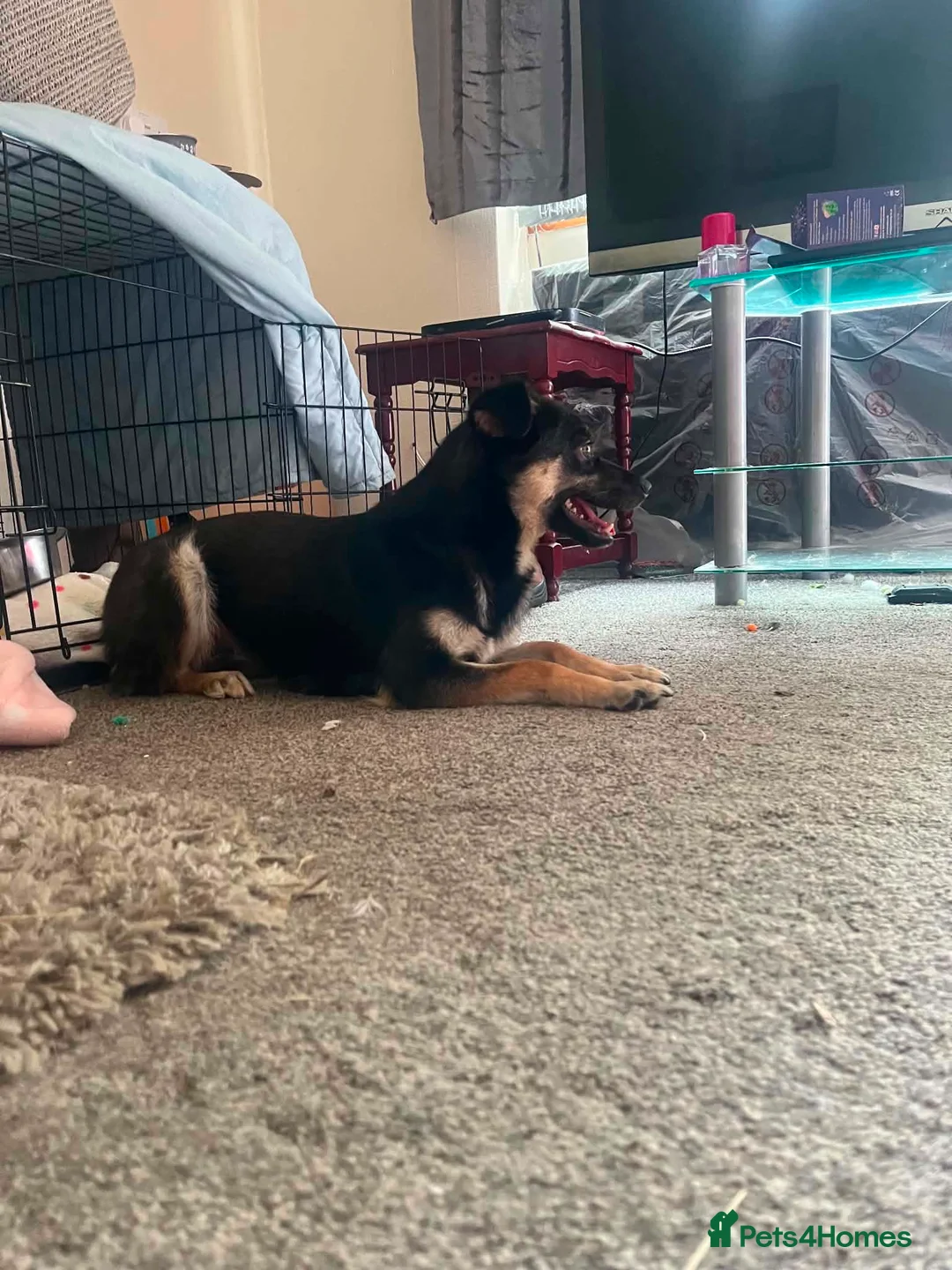 Mixed Breed dogs for adoption: Meadow 🩷 in Whitley Bay - Advert 2