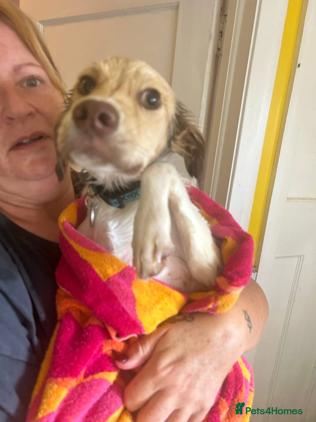 Mixed Breed dogs for adoption: Pocket - Norwich Norfolk  - Image 9