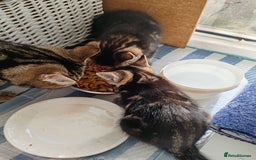 Mixed Breed cats for sale: Ch417dp  - Image 8