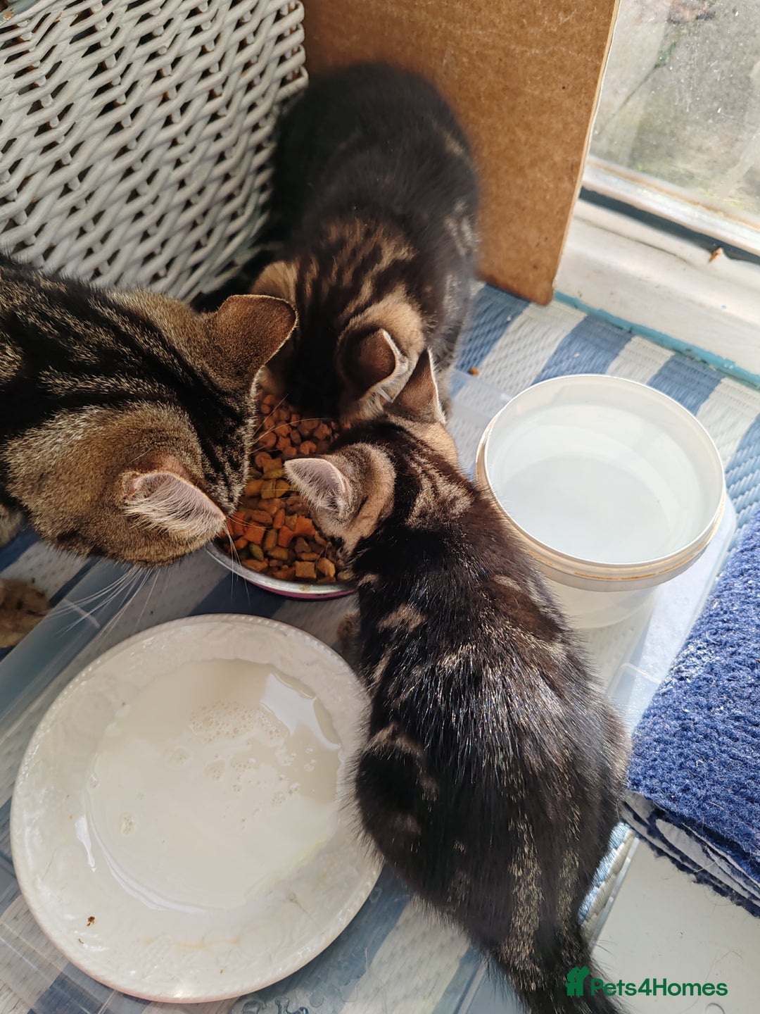 Mixed Breed cats for sale: Ch417dp  - Image 8