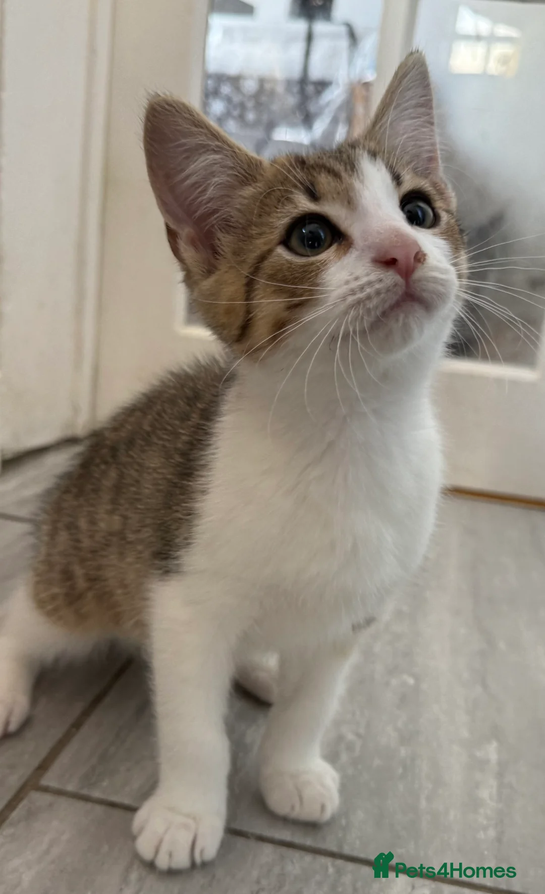 Mixed Breed cats for sale: 4 mixed breed babies - Advert 1