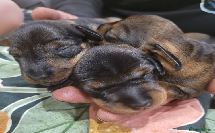 Miniature Dachshund dogs - Advert 3