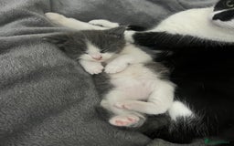 Domestic Shorthair cats for sale: Girl kitten grey and white  - Advert 3