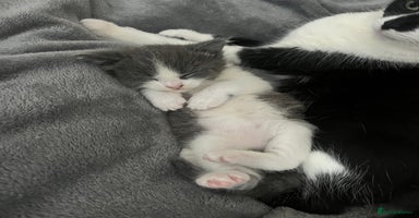 Domestic Shorthair cats - Advert 8
