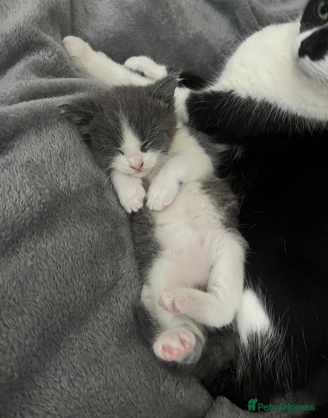 Domestic Shorthair cats for sale: Girl kitten grey and white  - Advert 3