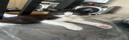 Turkish Angora cats for sale: Kittens for sale - Advert 10