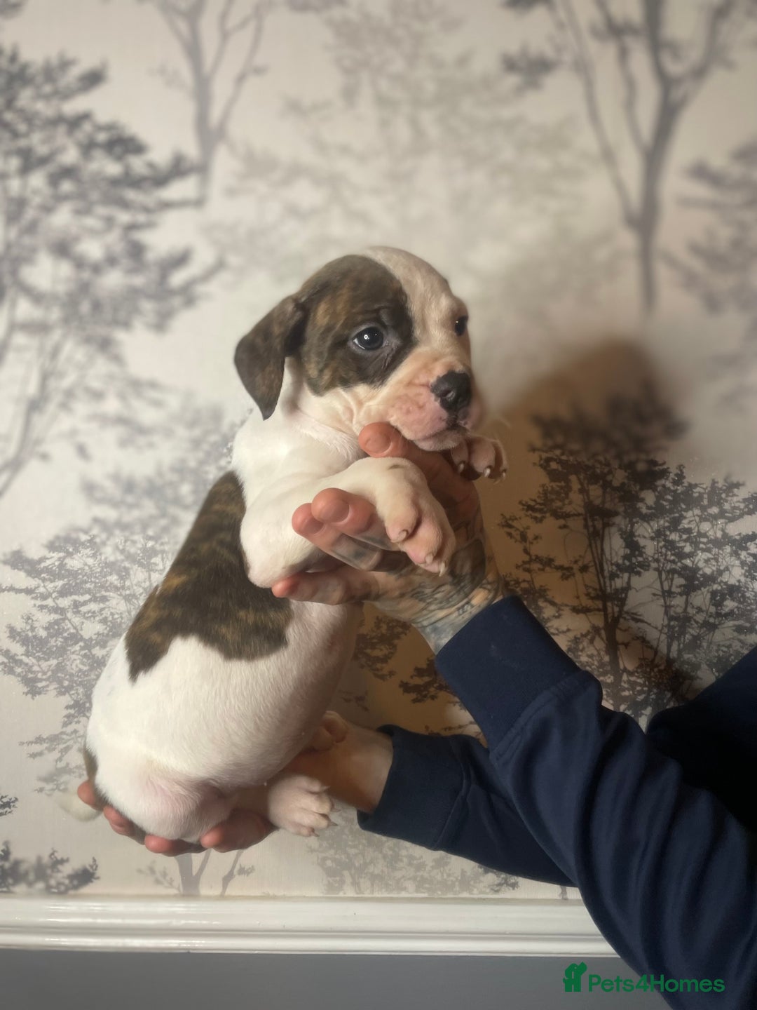 Mixed Breed dogs for sale: Bulldogs for sale  - Image 19