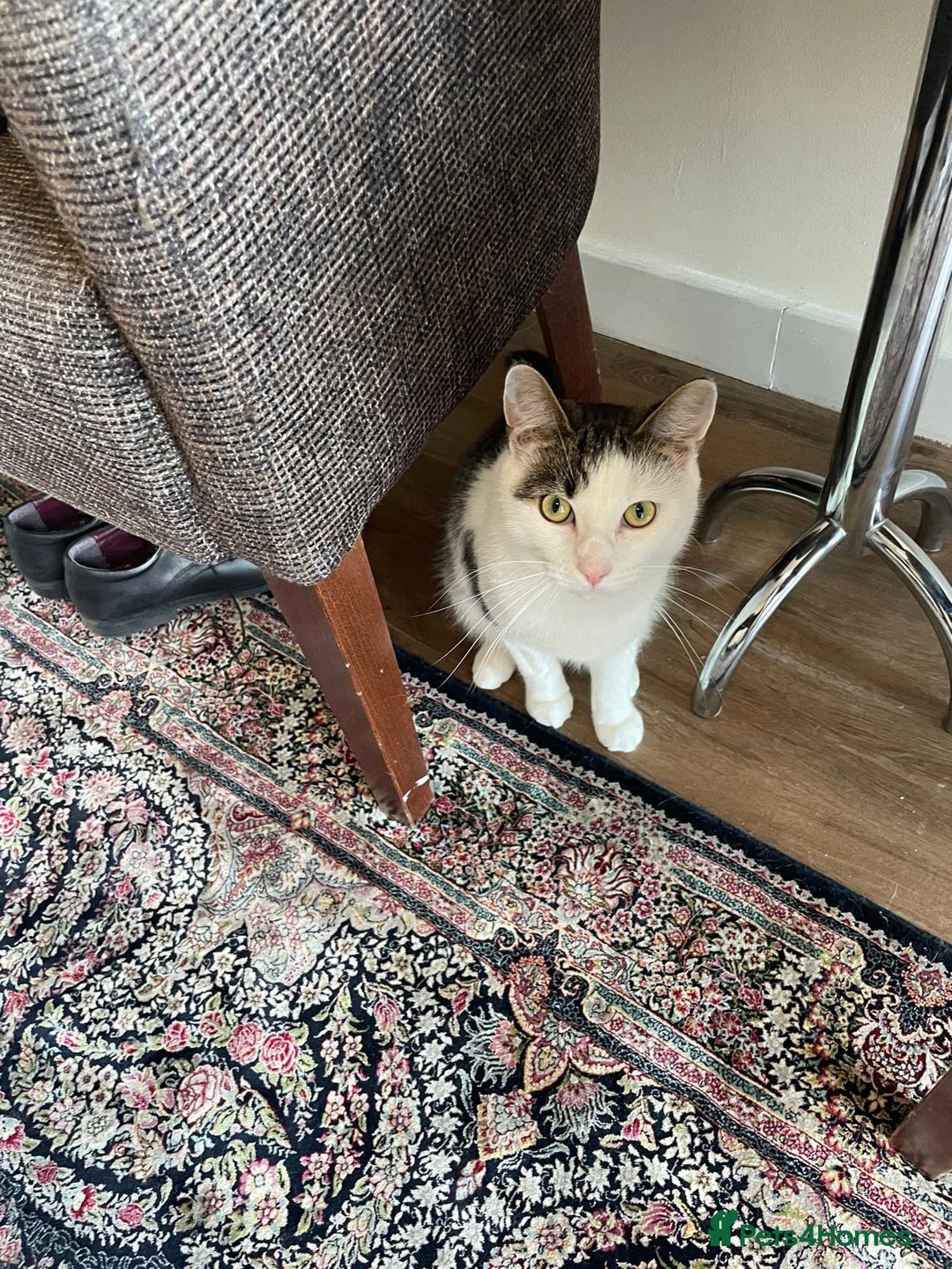 British Shorthair cats for sale: Rehoming My Cat - Image 2