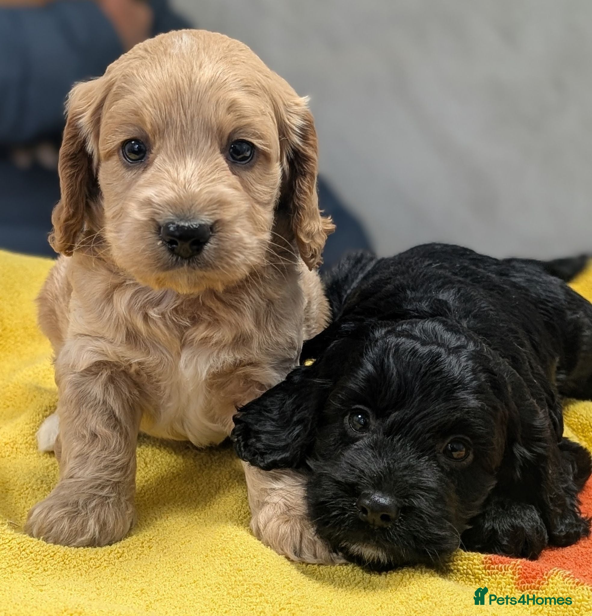 Cockapoo dogs Ready now! Licensed breeder health tested F1 pups - Advert 2