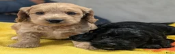 Cockapoo dogs for sale: Ready now! Licensed breeder health tested F1 pups - Advert 2