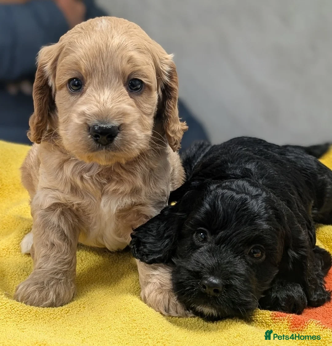 Cockapoo dogs for sale: Ready now! Licensed breeder health tested F1 pups - Advert 2
