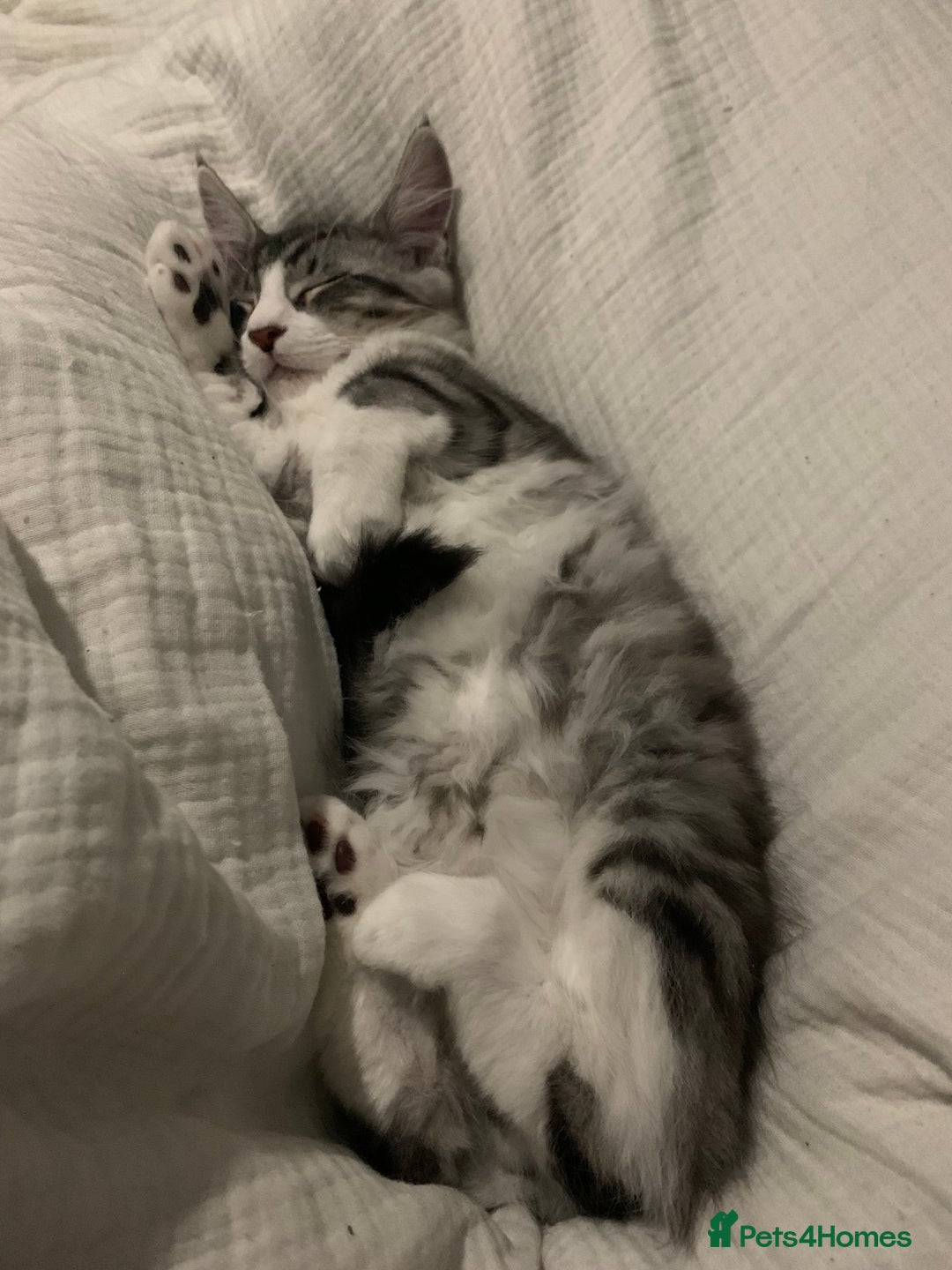 Maine Coon cats for sale: Maine coon mix male kitten  - Advert 4