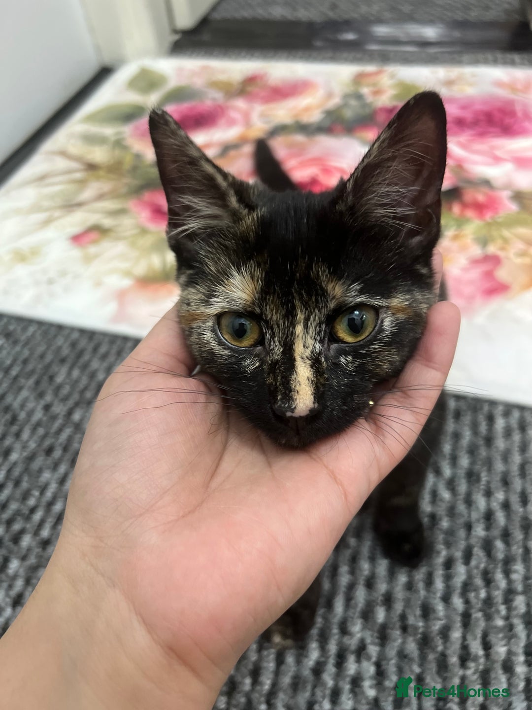 LaPerm cats for sale: Free Black Ginger kitten - Image 1