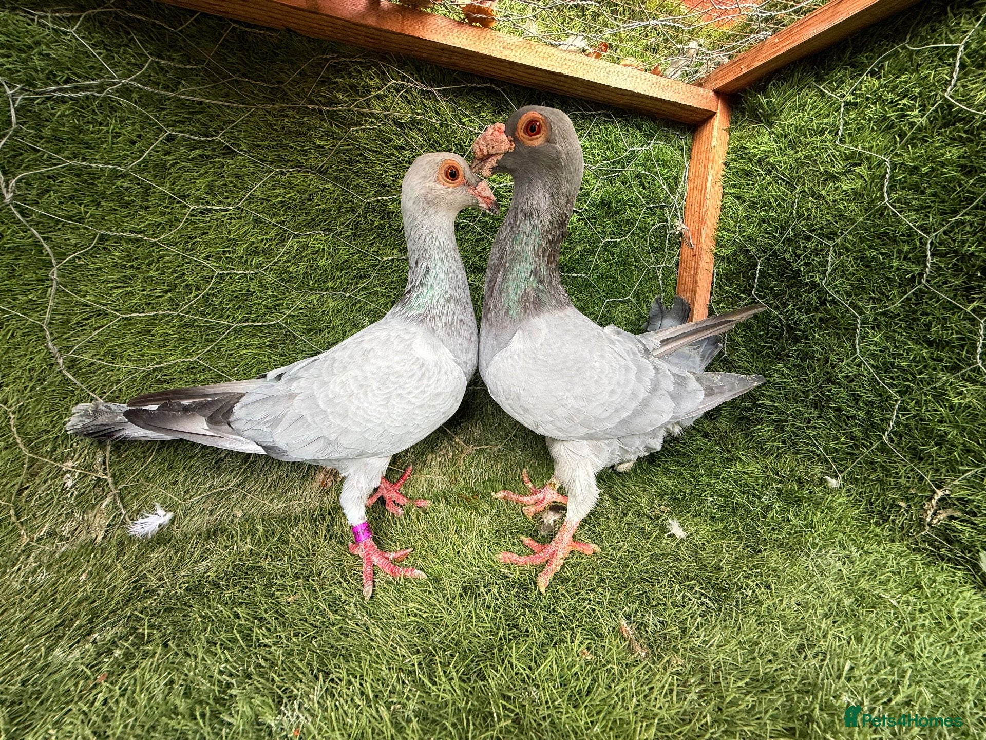 Pigeons birds Beautiful Quality Pigeons Healthy & Well Cared For - Advert 2