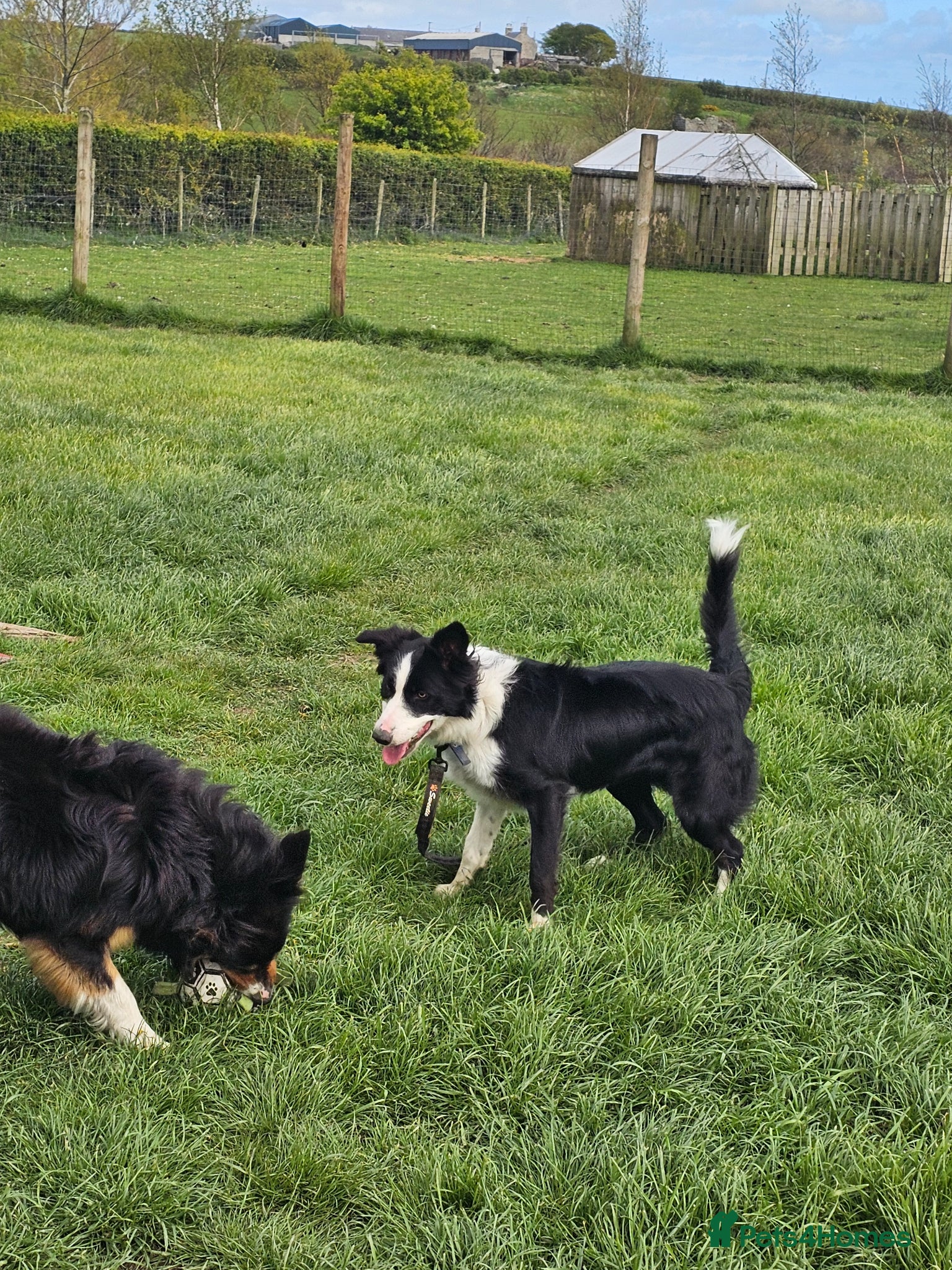 Border Collie dogs for sale: Border collie girl 14 months old - Advert 4