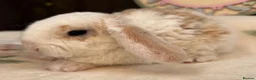 Mini Lop rabbits for sale: Mini Plush Lops  - Advert 6
