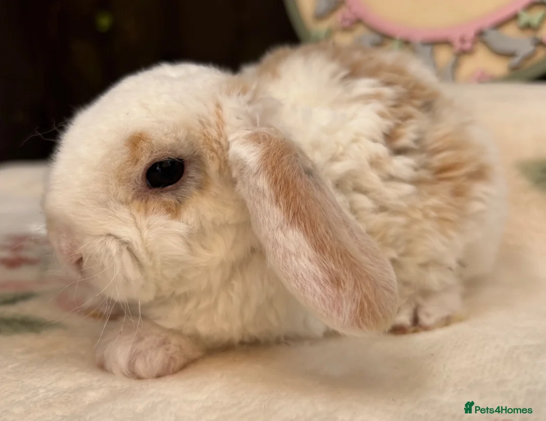 Mini Lop rabbits for sale: Mini Plush Lops  - Advert 6