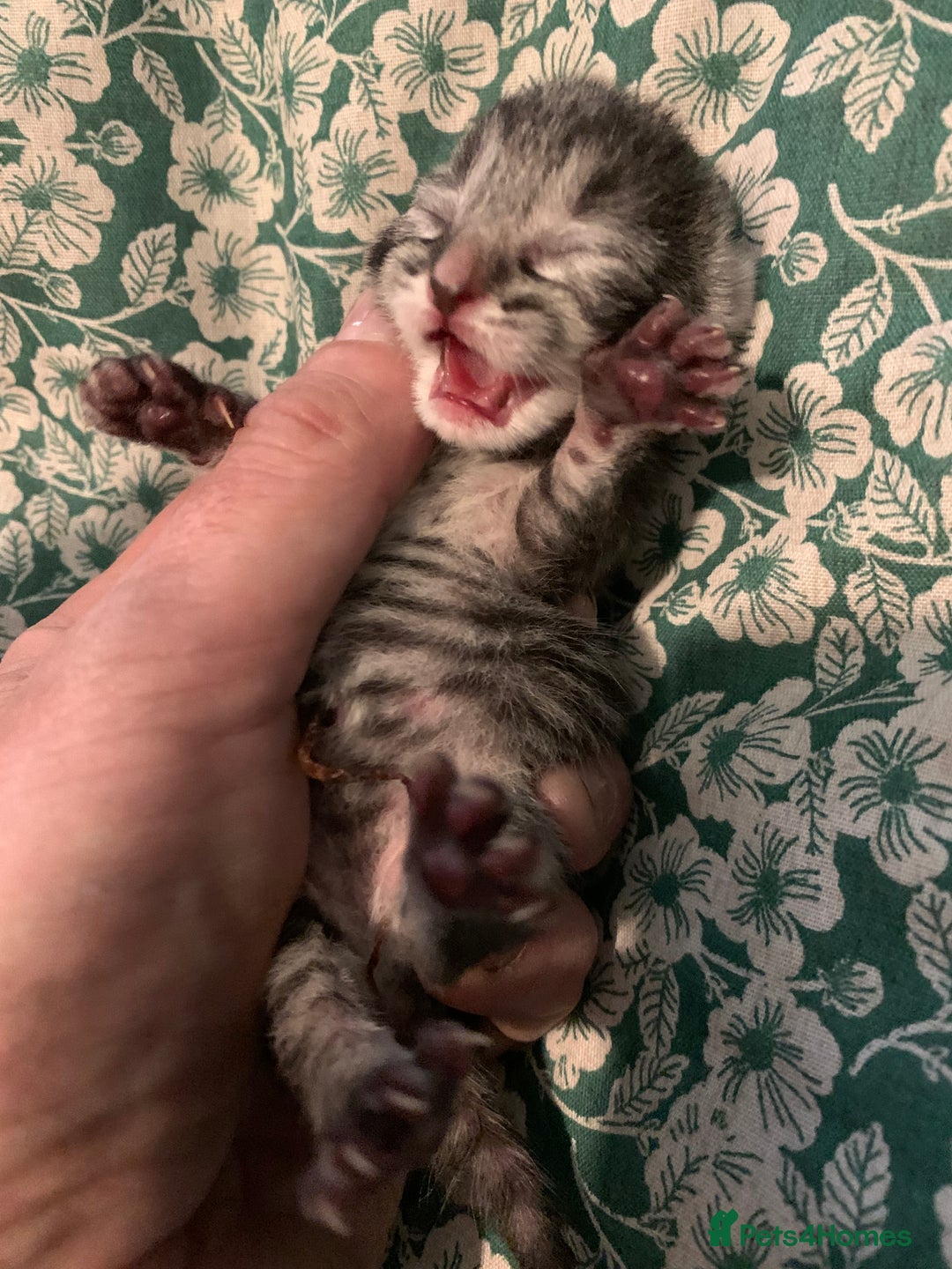 Siamese cats for sale: 🐾✨ White Siamese Maggir Became a Mum! ✨🐾 - Image 15