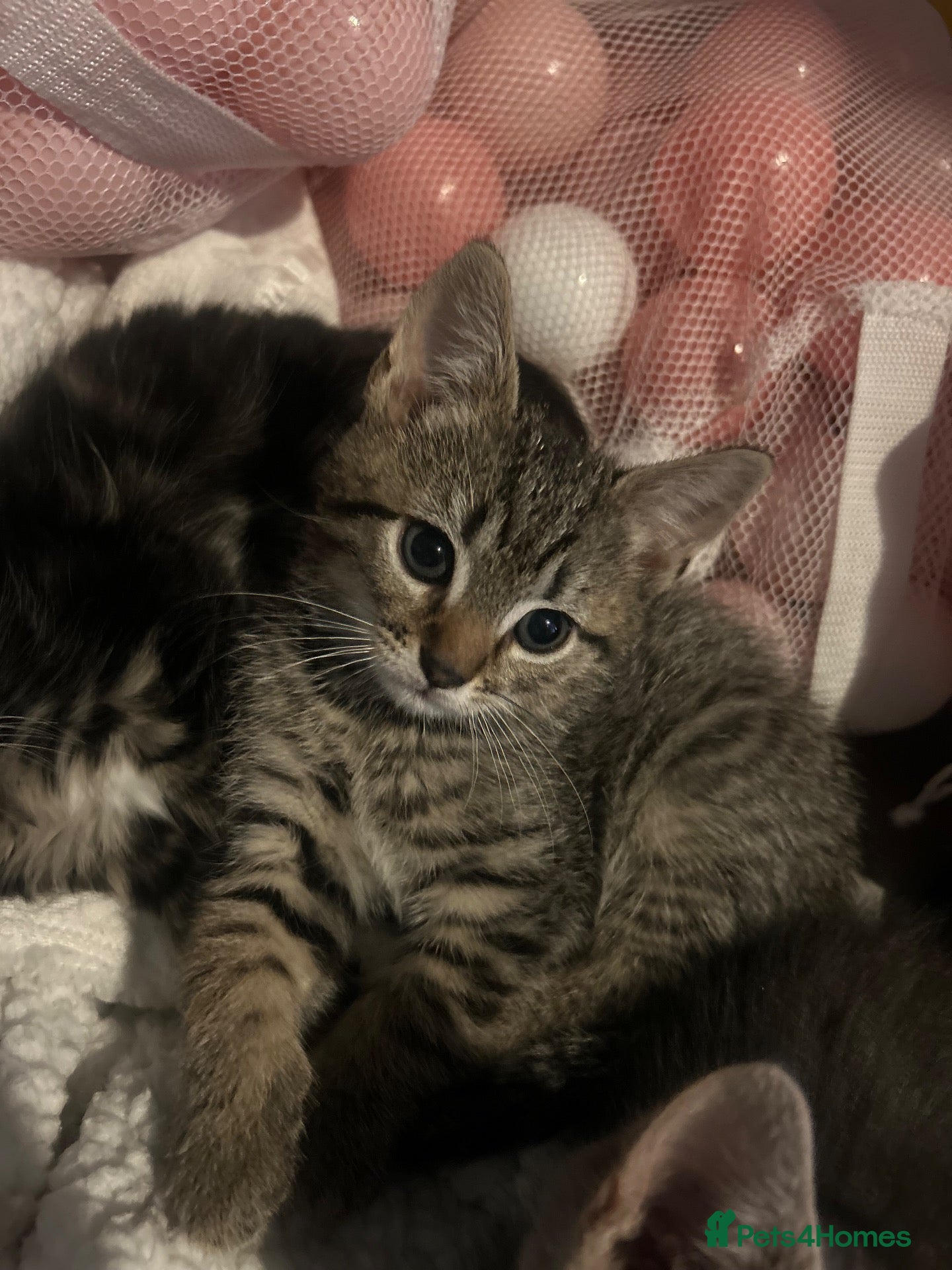 Mixed Breed cats 1 beautiful female tabby - Advert 2