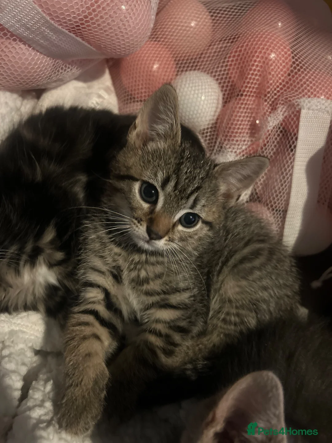 Mixed Breed cats for sale: 1 beautiful female tabby - Advert 1