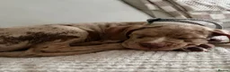 Mixed Breed dogs for sale: Cane corso x bandog  - Advert 6