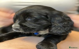 Sprocker dogs for sale: Beautiful Sprocker puppies HEALTH TESTED PARENTS - Image 22