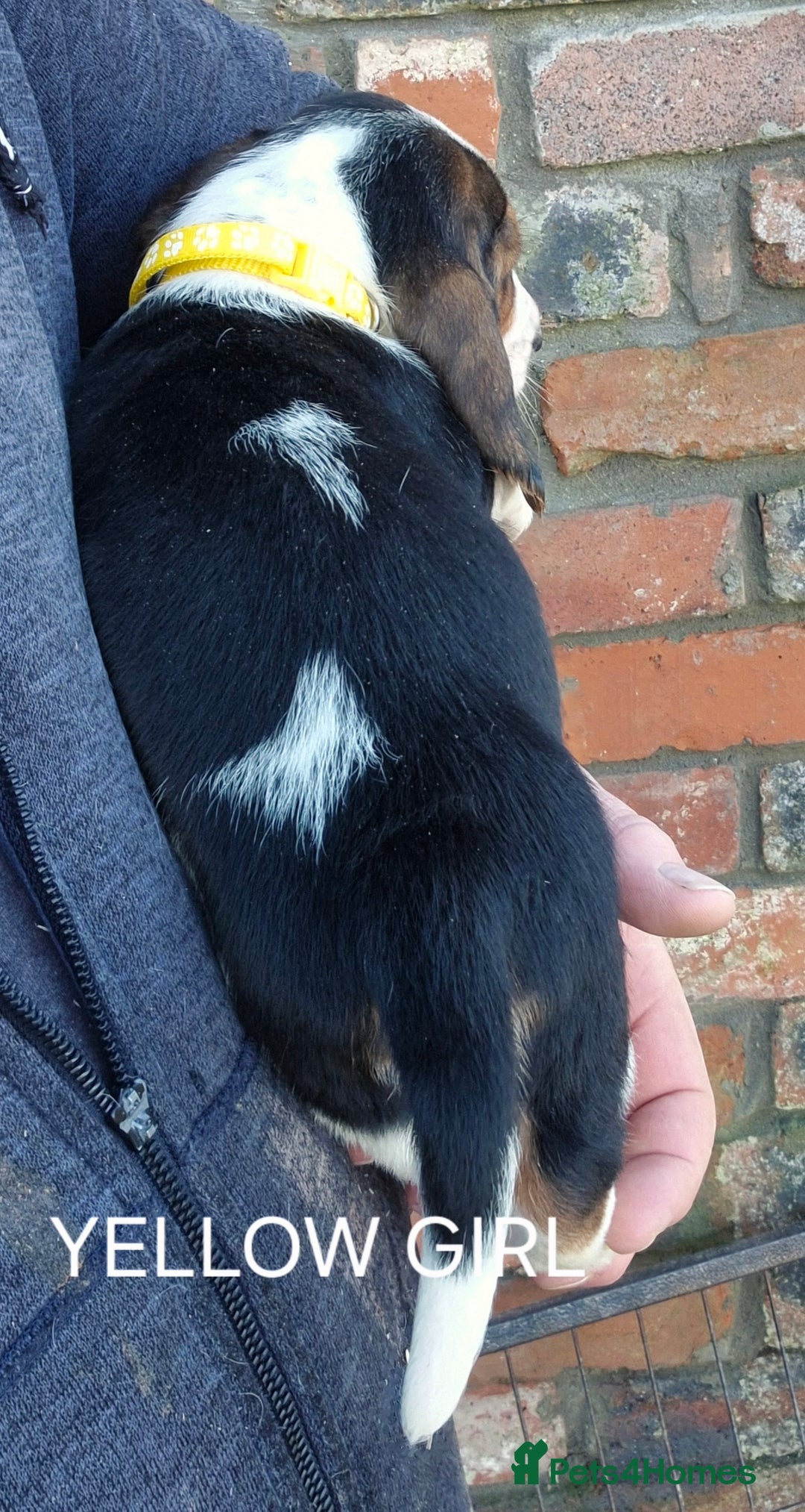 Basset Hound dogs for sale: KC BASSET HOUND PUPPIES FROM HEALTH TESTED PARENTS - Advert 6