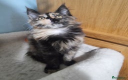 Maine Coon cats for sale: Pedigree GCCF Registered Maincoon Kittens - Image 12
