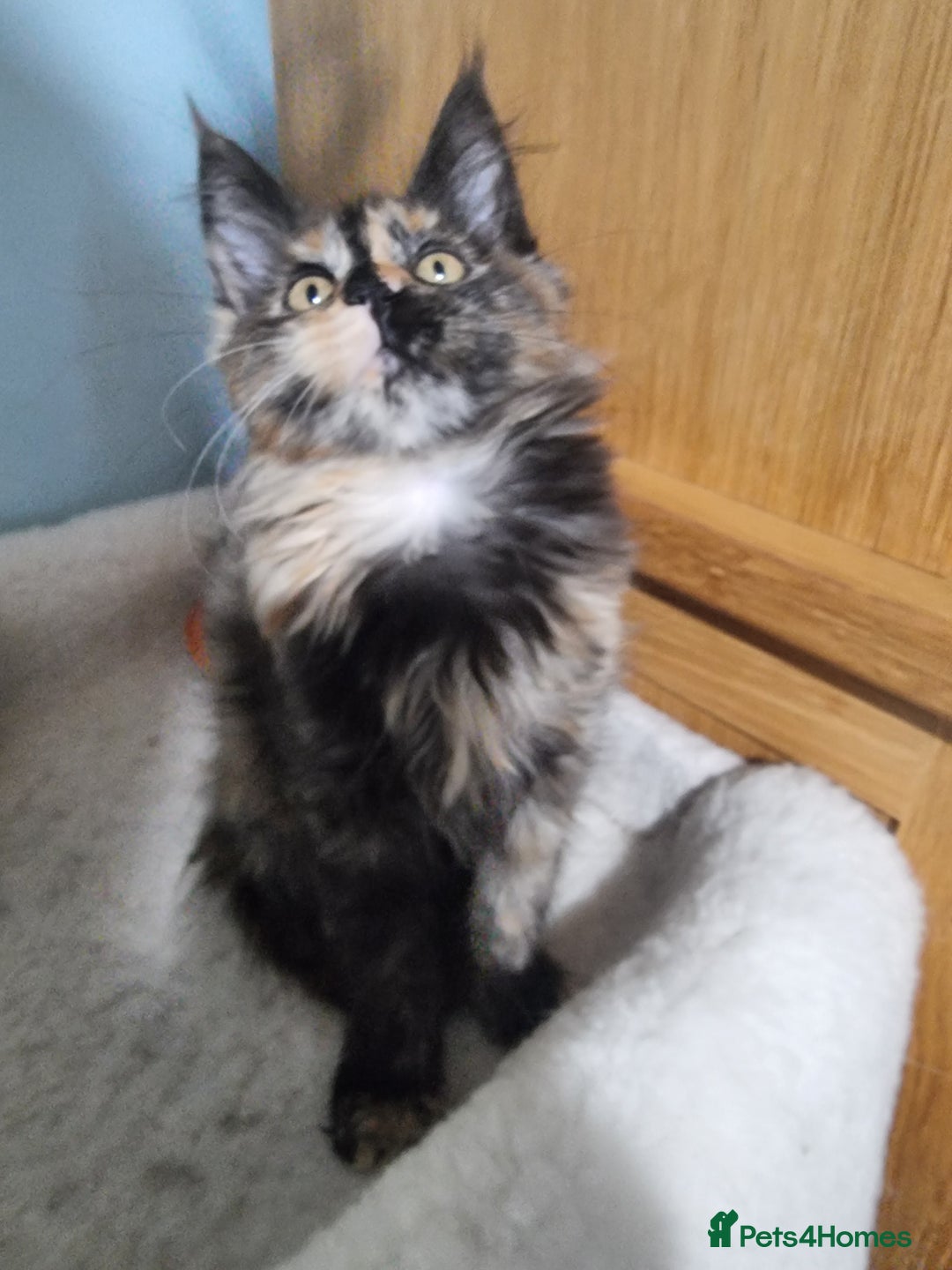 Maine Coon cats for sale: Pedigree GCCF Registered Maincoon Kittens - Image 12