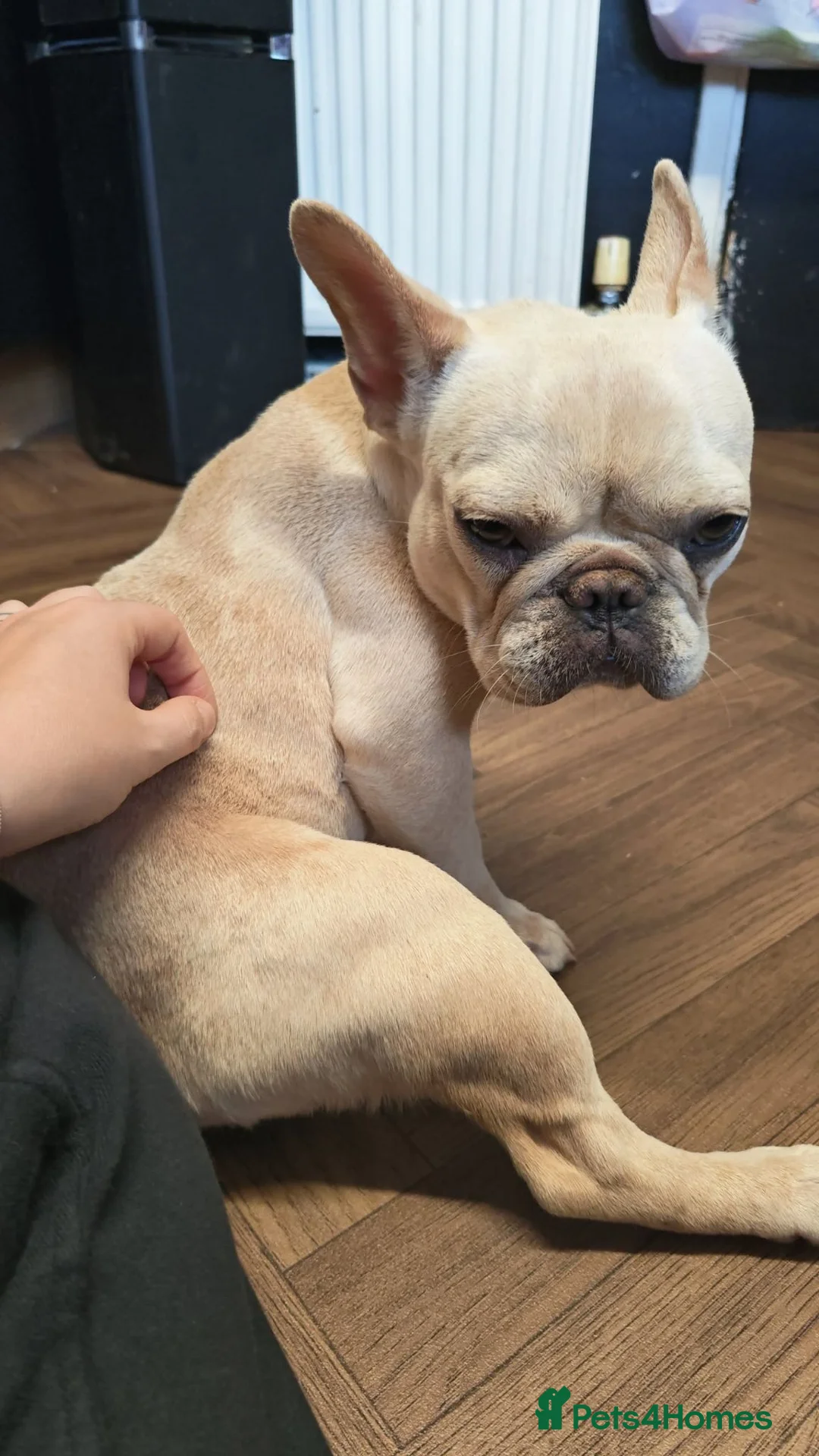 French Bulldog dogs for sale: Frenchie  in Leeds - Advert 2
