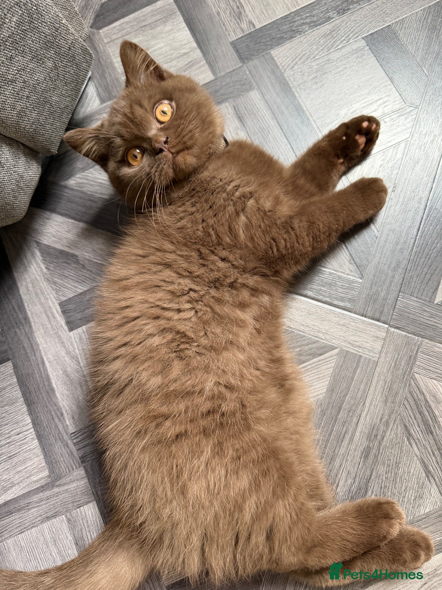 British Shorthair cats Active GCCF registered Chocolate Brown Boy - Advert 9