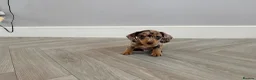 Miniature Dachshund dogs for sale: BEAUTIFUL TINY MINIATURE DASCHUNDS DAPPLE  - Advert 8